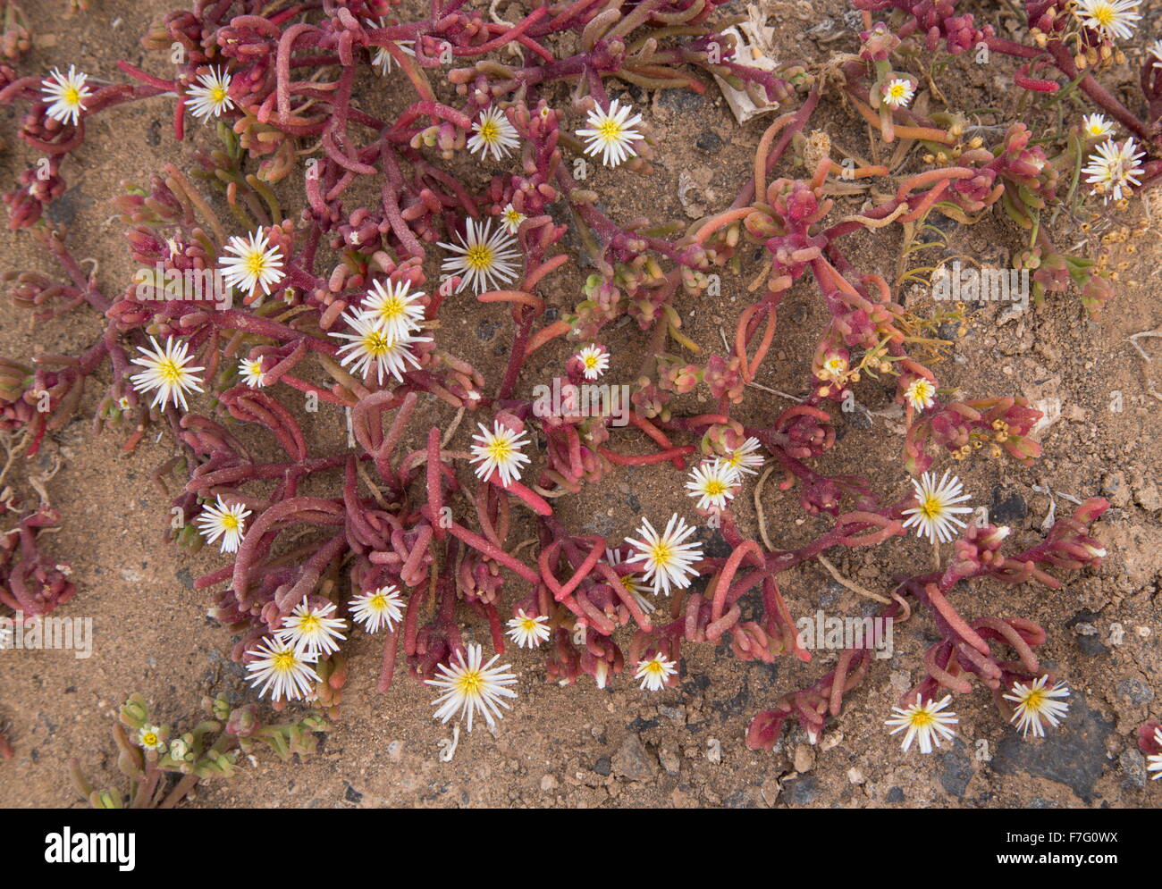 Slenderleaf iceplant, Mesembryanthemum nodiflorum, - an annual member of the Aizoaceae, widely naturalised Stock Photo