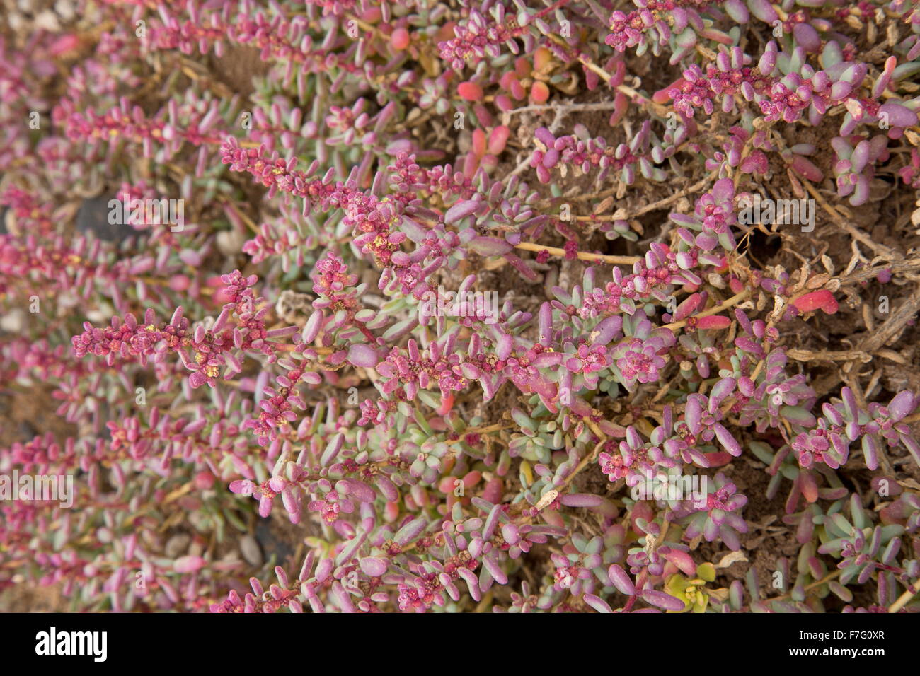 A saltwort, Suaeda ifniensis - known as Matomoro moruno in spanish - in saltmarsh, Lanzarote. Stock Photo