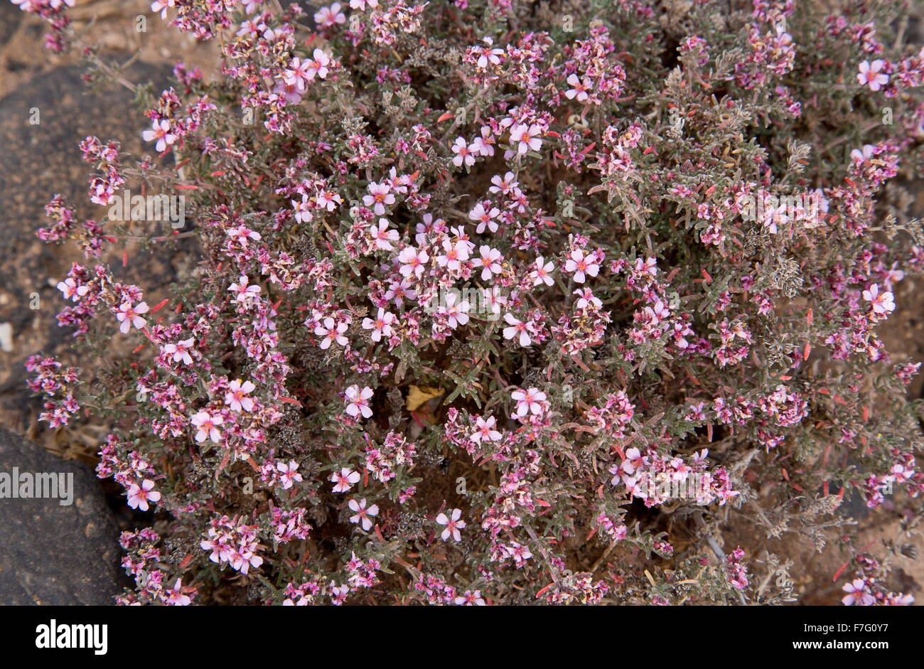 A Sea-heath, Frankenia capitata, in flower by saltpans, Lanzarote. Stock Photo