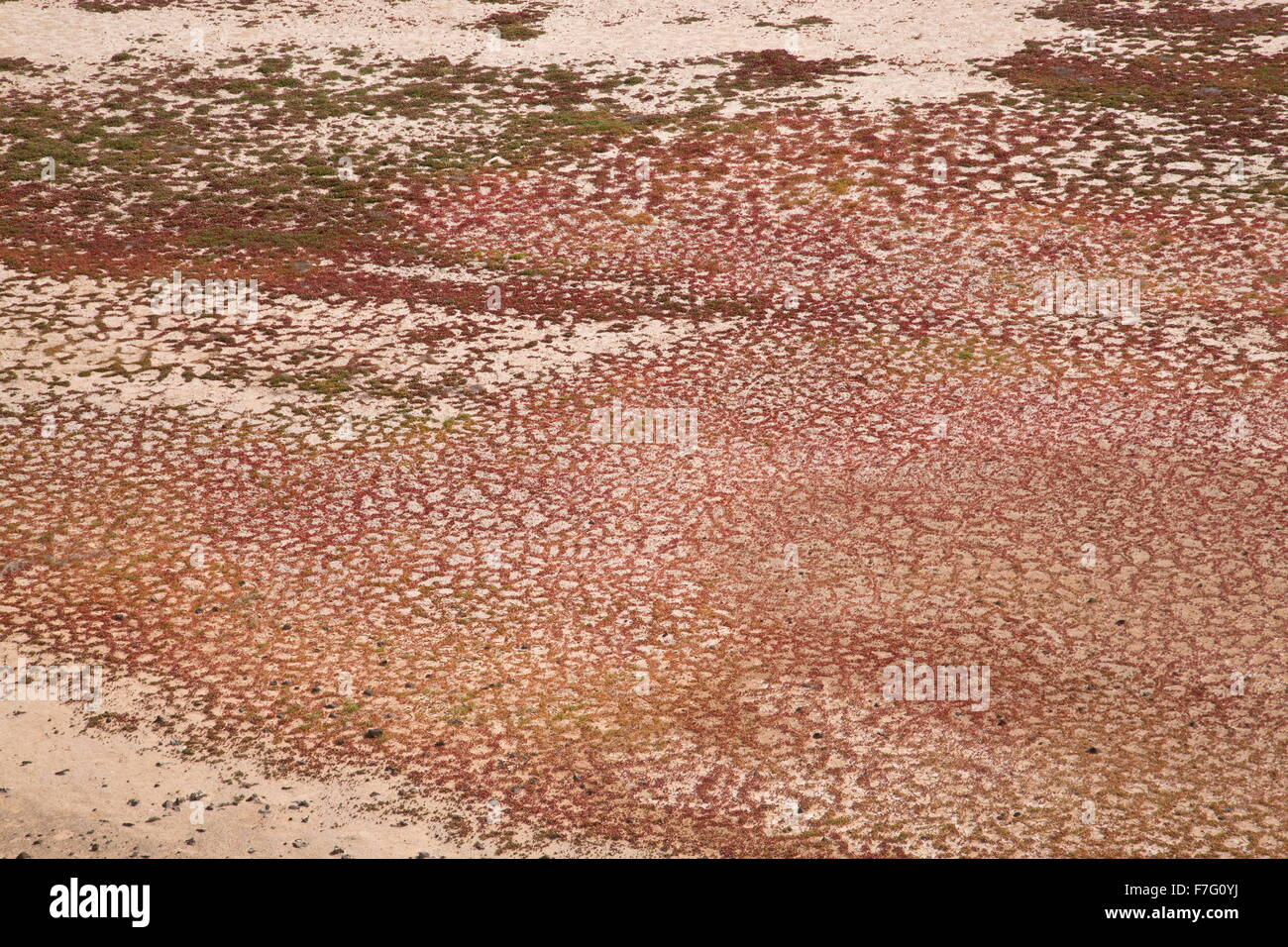 Slenderleaf iceplant, Mesembryanthemum nodiflorum, growing in the cracks in mud in saltpan, Salinas de Janubio, Lanzarote. Stock Photo