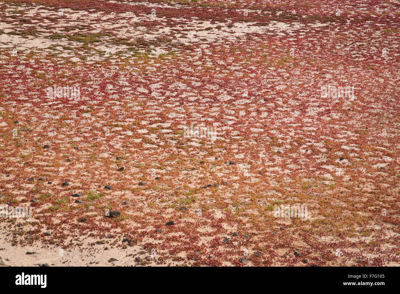 Slenderleaf iceplant, Mesembryanthemum nodiflorum, growing in the cracks in mud in saltpan, Salinas de Janubio, Lanzarote. Stock Photo