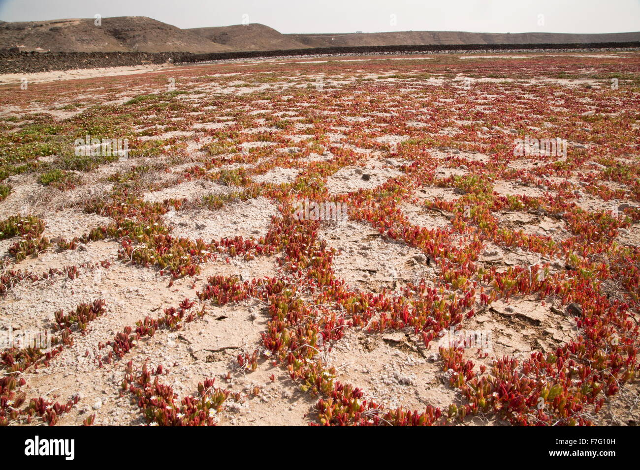 Slenderleaf iceplant, Mesembryanthemum nodiflorum, growing in the cracks in mud in saltpan, Salinas de Janubio, Lanzarote. Stock Photo