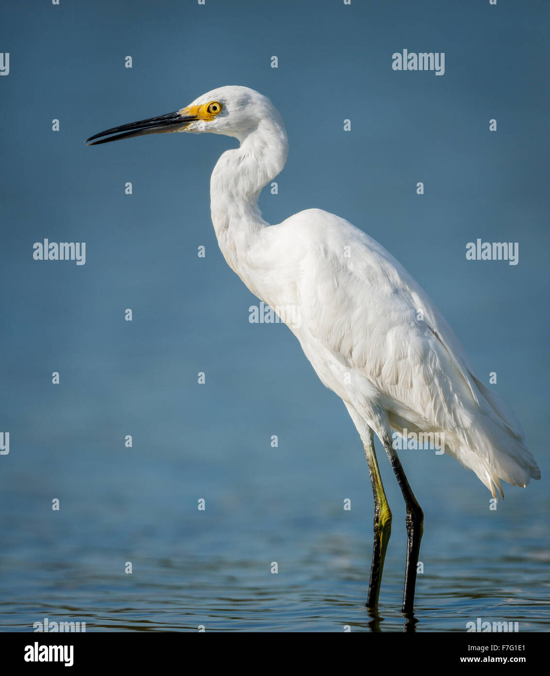 Little egret standing in the waters of Jamaica Bay Wildlife Refuge, Queens, New York Stock Photo