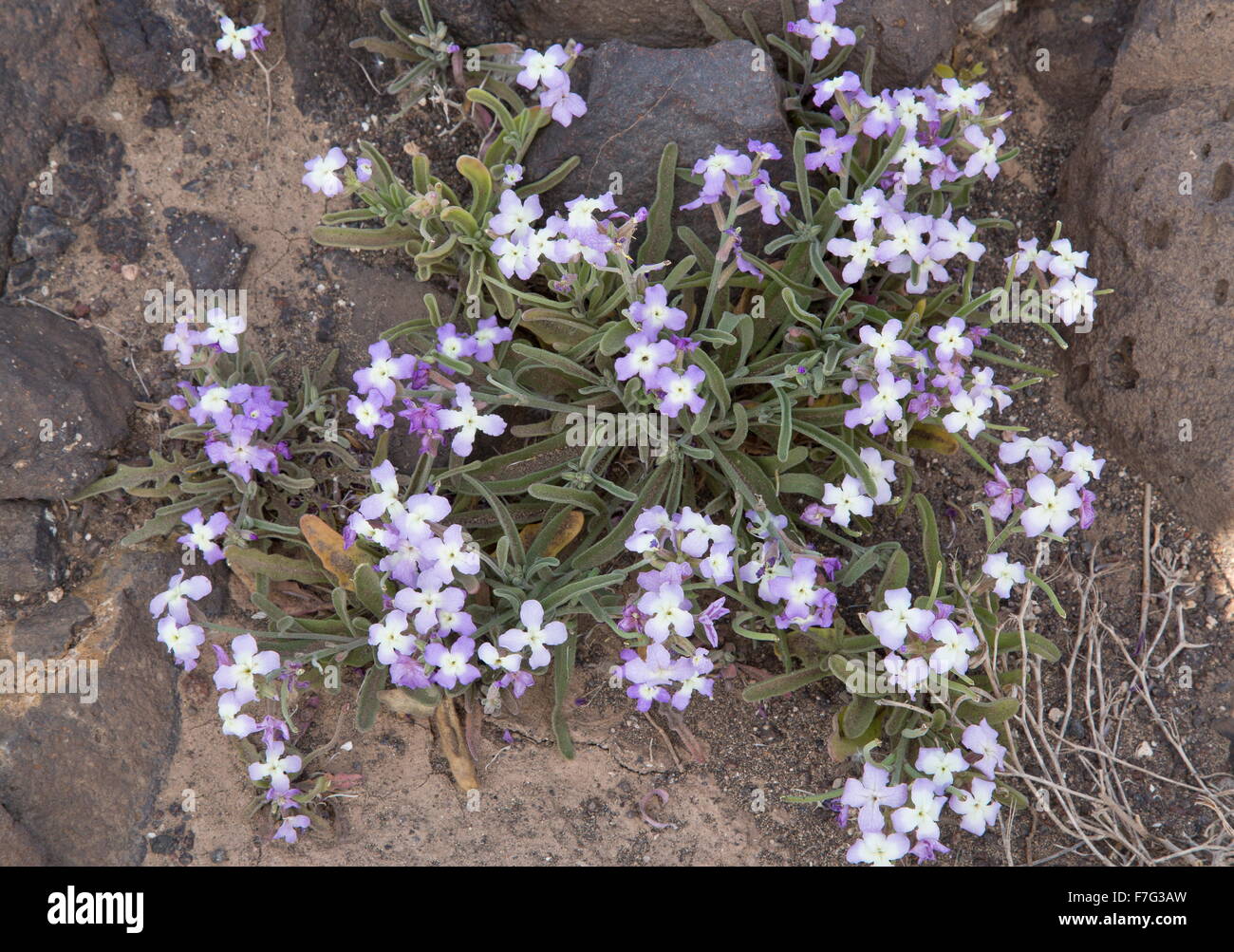 A stock in flower, Matthiola bolleana, on west coast of Lanzarote. Stock Photo