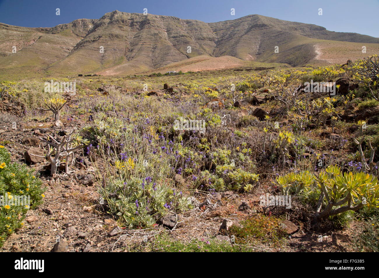 Dry hillside above Famara, with Canary Lavender, Verode, spurges etc, looking up to El Risco cliffs. Lanzarote Stock Photo