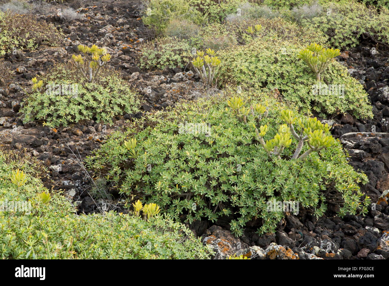 Two Canaries succulents, Verode (Kleinia neriifolia), and Balsam Spurge, Euphorbia balsamifera. Lanzarote. Stock Photo