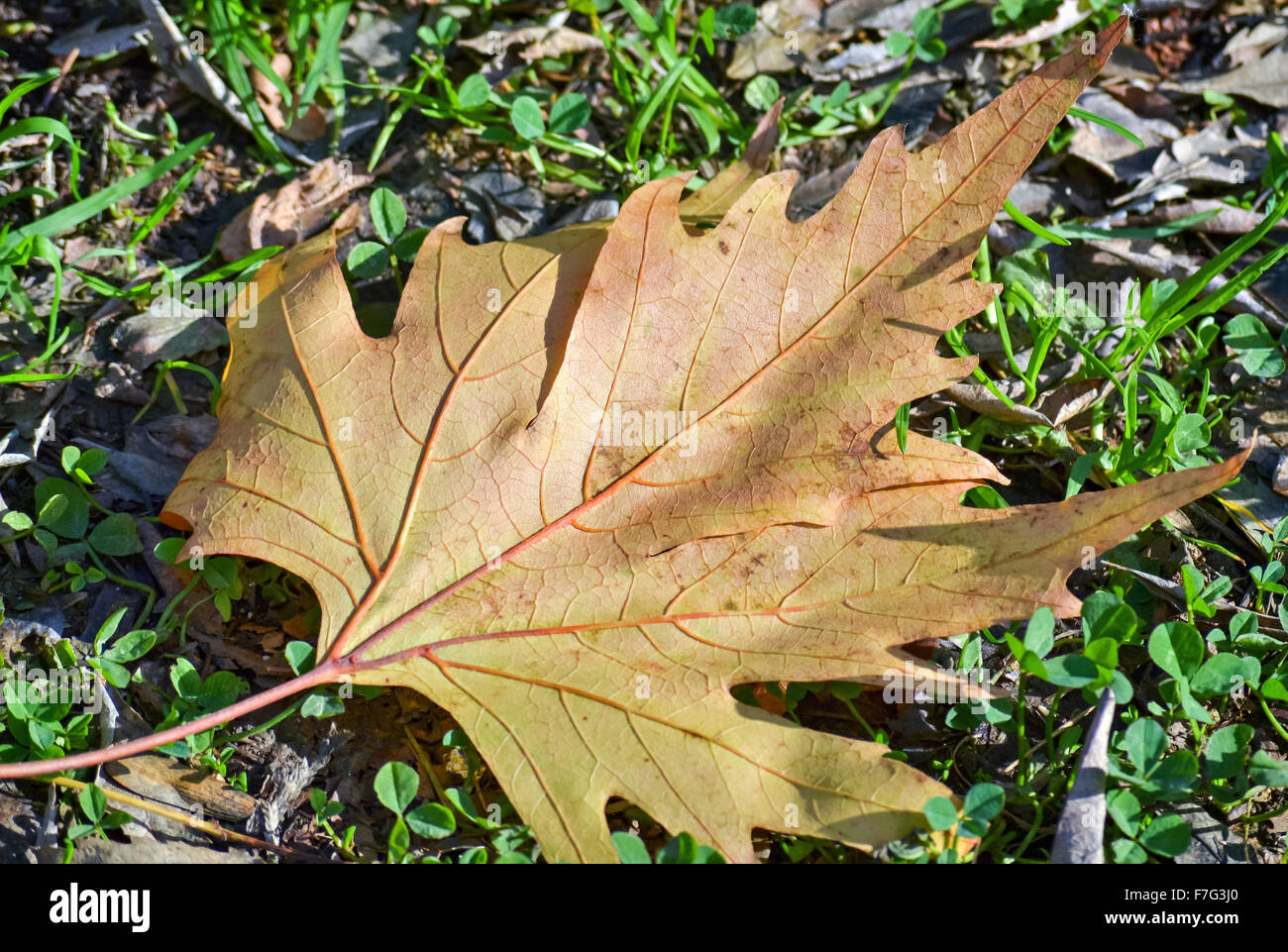 Closeup of a dry yellow leaf fallen on the green grass Stock Photo - Alamy