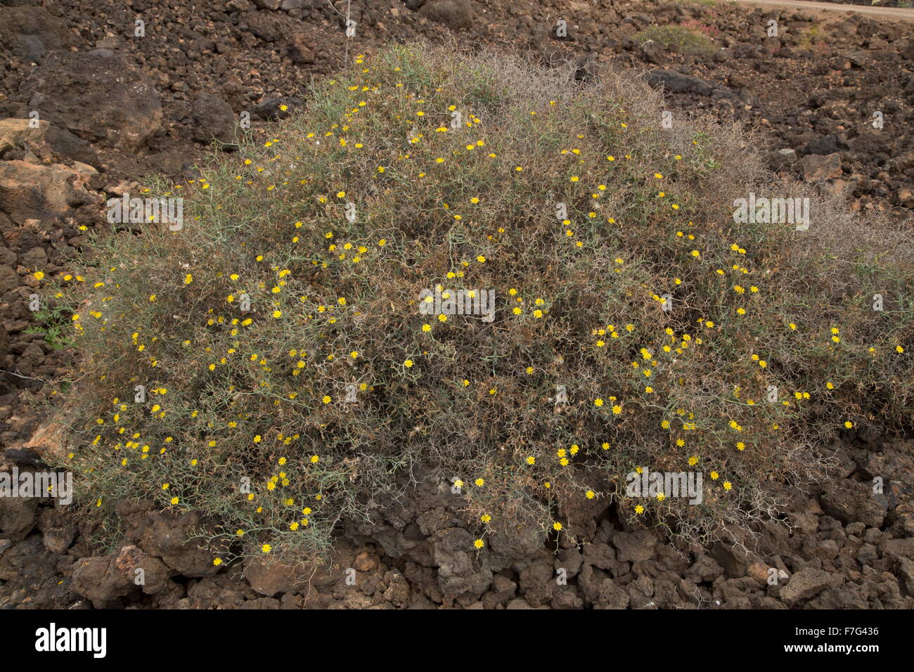 A spiny yellow composite, Launaea arborescens, growing on dry hillsides. Spain. Stock Photo