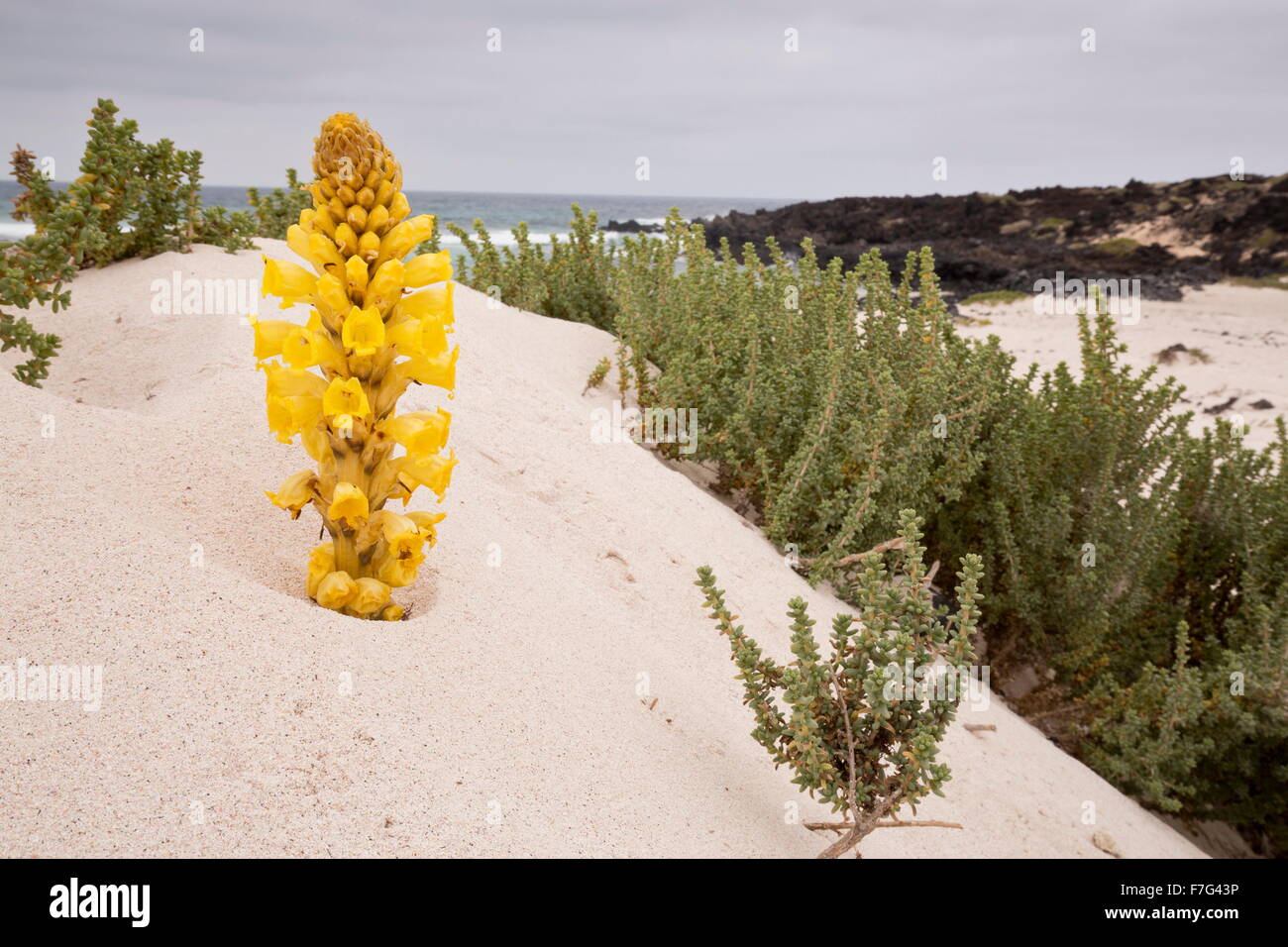 Yellow Cistanche, a parasitic member of the broomrape family, Cistanche phelypaea, on sand dunes. Parasitic on Chenopodiaceae. L Stock Photo