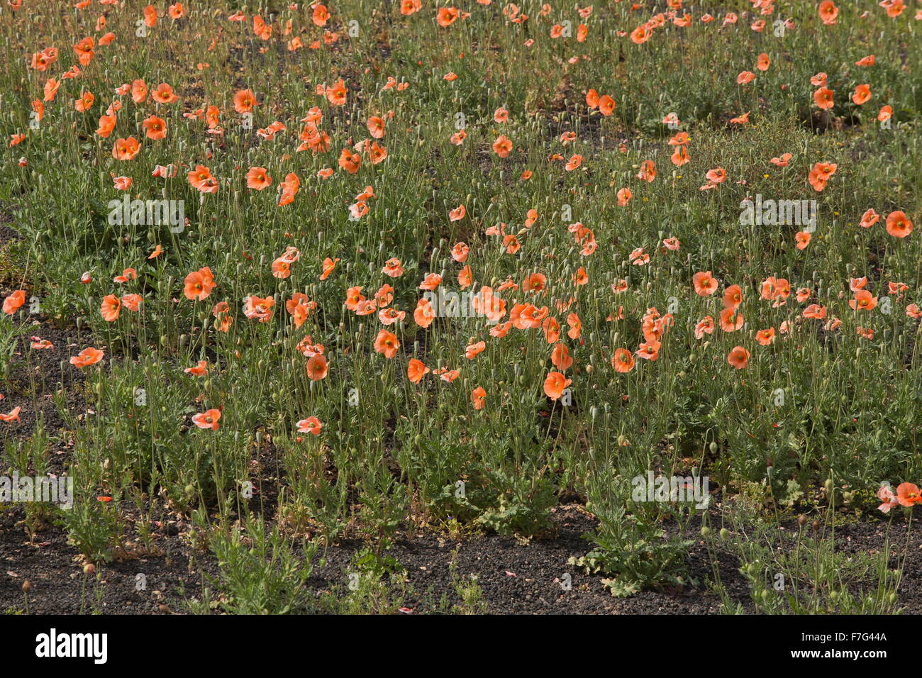 Long-headed poppy, Papaver dubium en masse, Lanzarote. Stock Photo