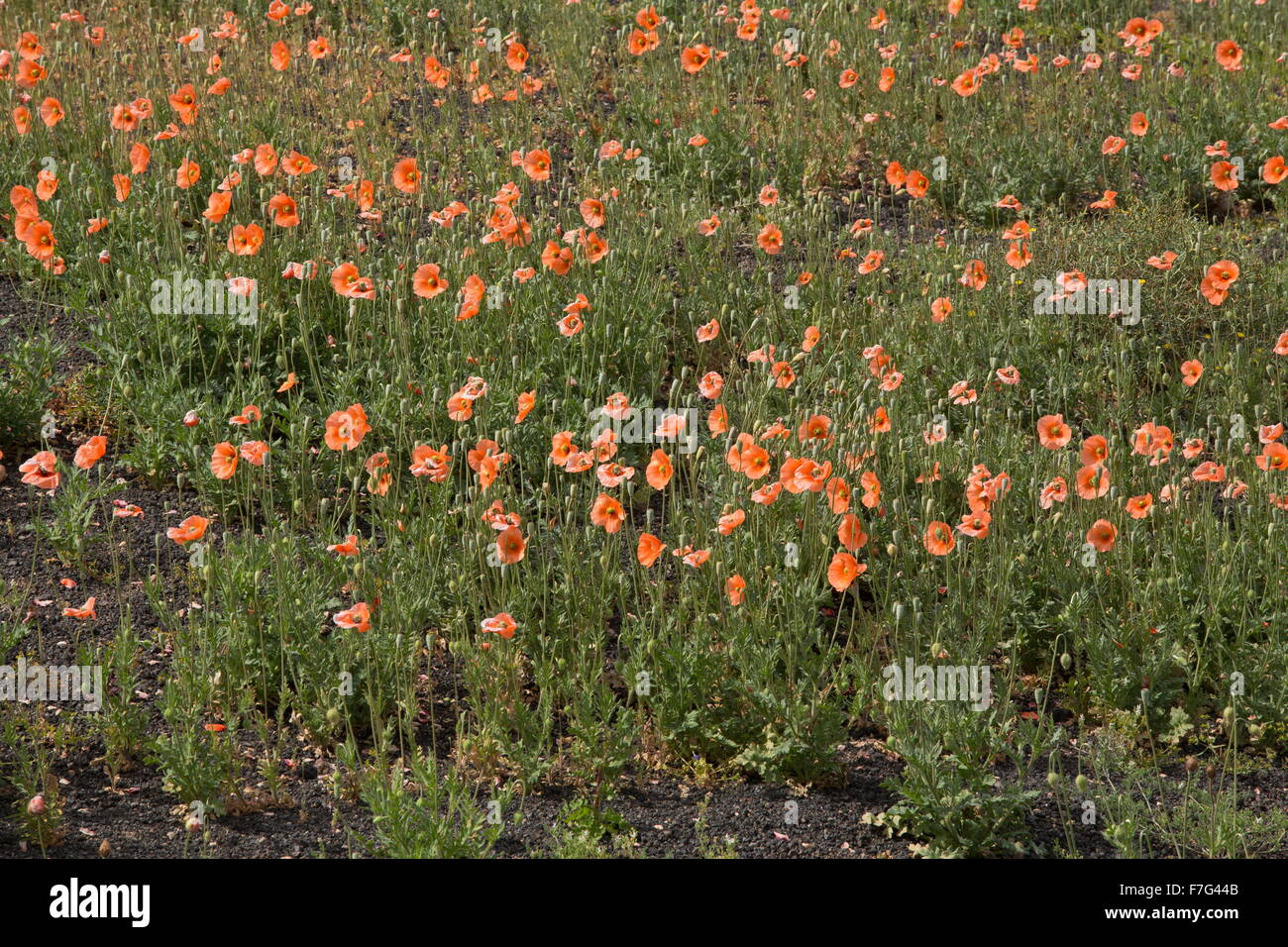 Long-headed poppy, Papaver dubium en masse. Stock Photo