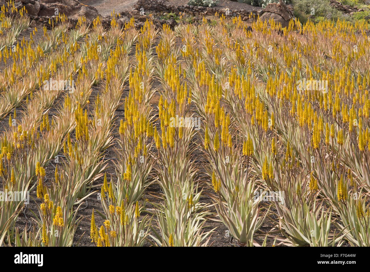 True Aloe, Aloe vera or Aloe barbadensis, in cultivation on cinder at farm near Orzola, Lanzarote. Stock Photo