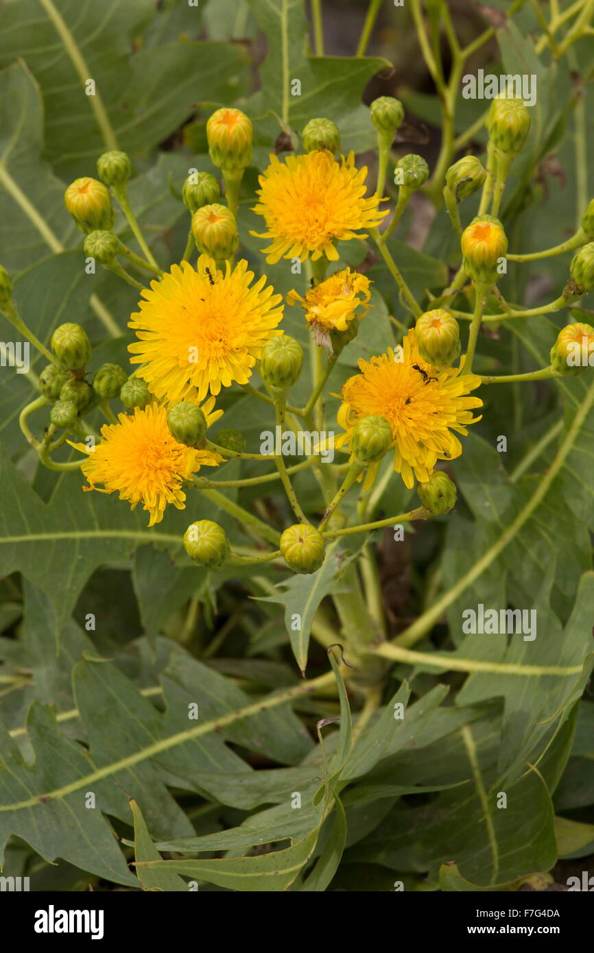 East Canary Sow-thistle, Sonchus pinnatifidus, Stock Photo