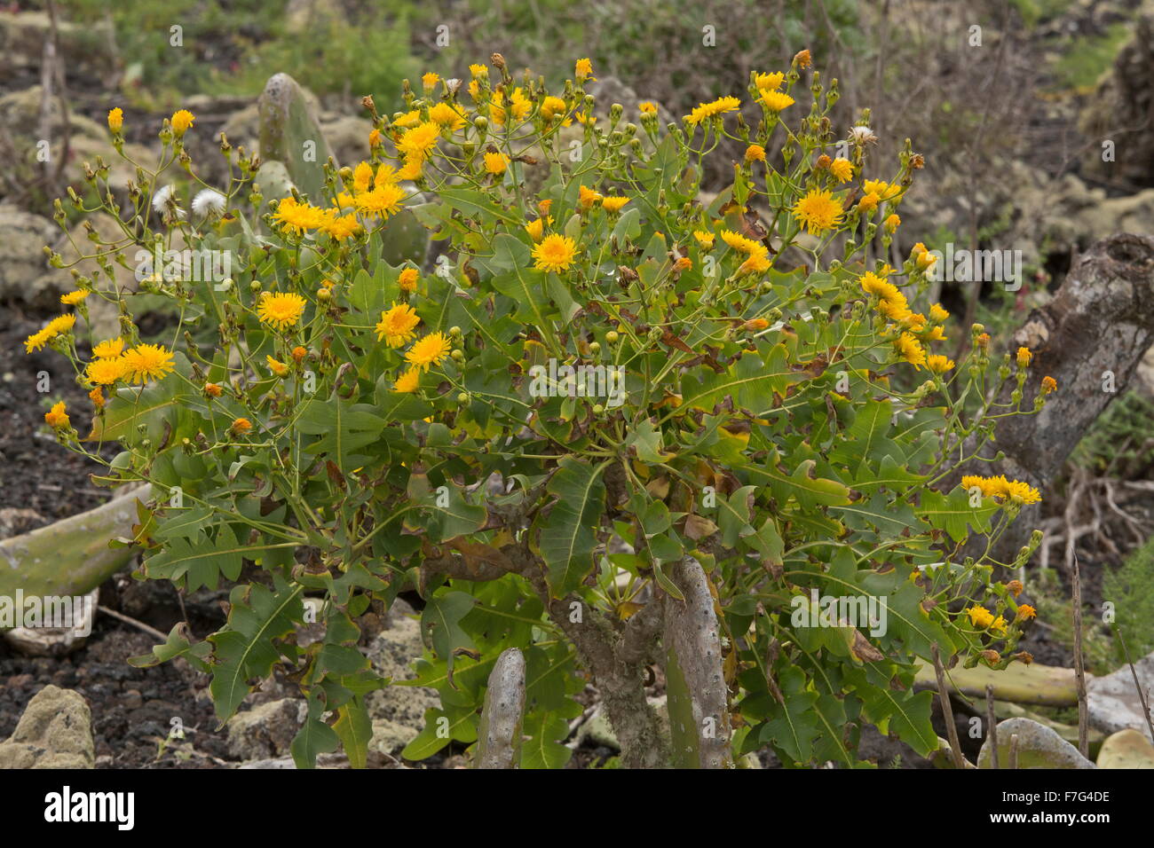 East Canary Sow-thistle, Sonchus pinnatifidus, Stock Photo