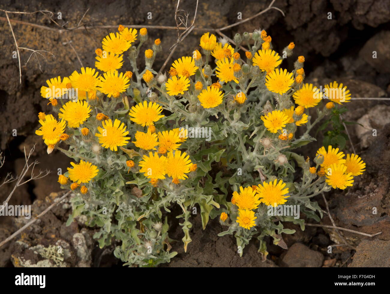 An attractive downy shrubby yellow composite, Andryala glandulosa ssp. glandulosa on Lanzarote. Stock Photo