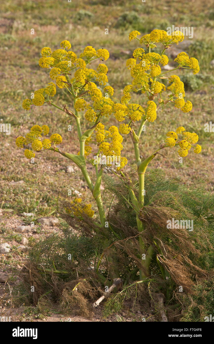 Lanzarote Giant Fennel, Ferula lancerottensis, in the mountains of north Lanzarote. Stock Photo