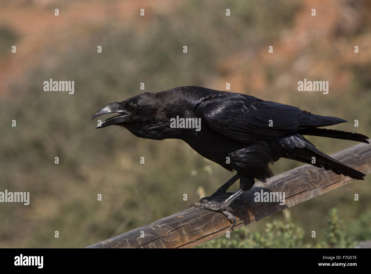 Canaries/North African subspecies of Raven, Corvus corax tingitanus, Fuerteventura Stock Photo