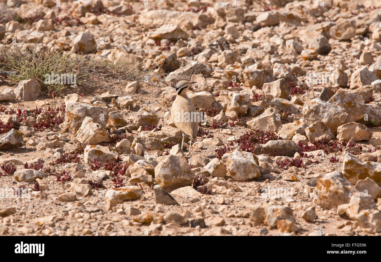 Cream-coloured courser, Cursorius cursor,  in stony ground on the Tindaya plains, west Fuerteventura. Stock Photo