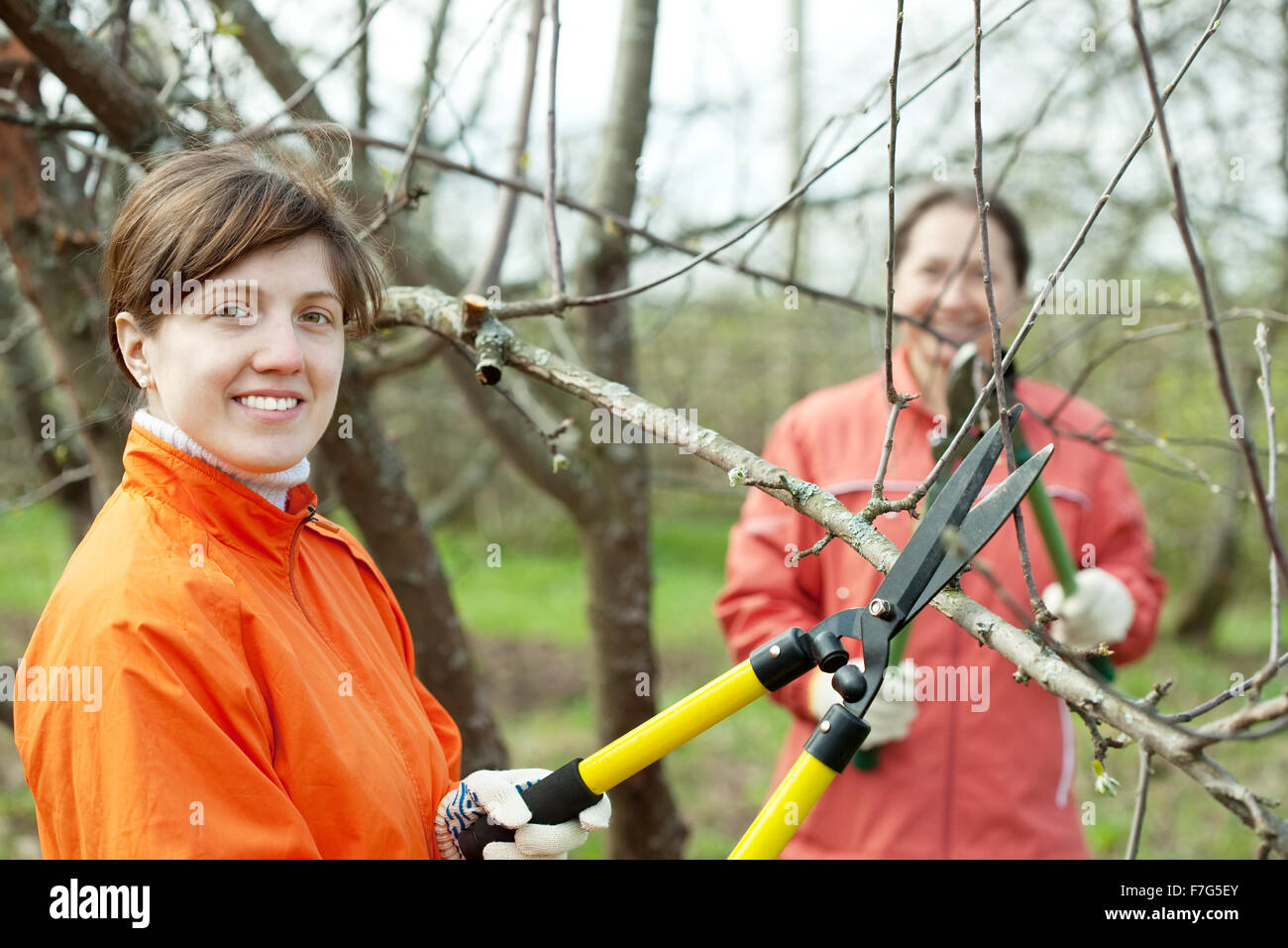 Обрезка женщины. Обрезка женщины. Советские женщины обрезают деревья на ленинских горах. Девушка с секатором. В школьном саду учащиеся обрезали сухие сучьи.