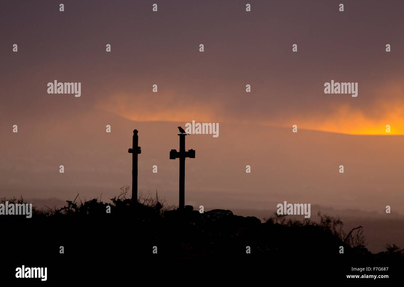 Iberian grey shrike, on crosses at dawn, on the El Jable plain in central Lanzarote, Stock Photo