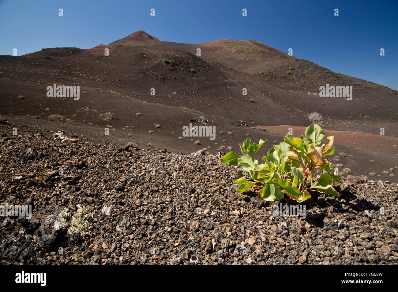 Canary sorrel, Rumex lunaria, growing on recent lava flow, Timanfaya National Park, central Lanzarote. Stock Photo