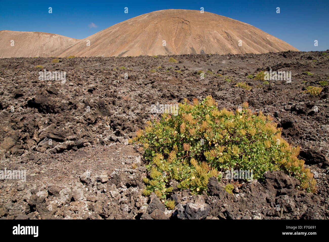 Canary sorrel, Rumex lunaria, growing on recent lava flow, Timanfaya National Park, central Lanzarote. Stock Photo