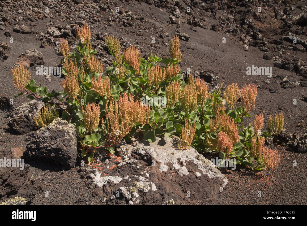 Canary sorrel, Rumex lunaria, growing on recent lava flow, Timanfaya National Park, central Lanzarote. Stock Photo