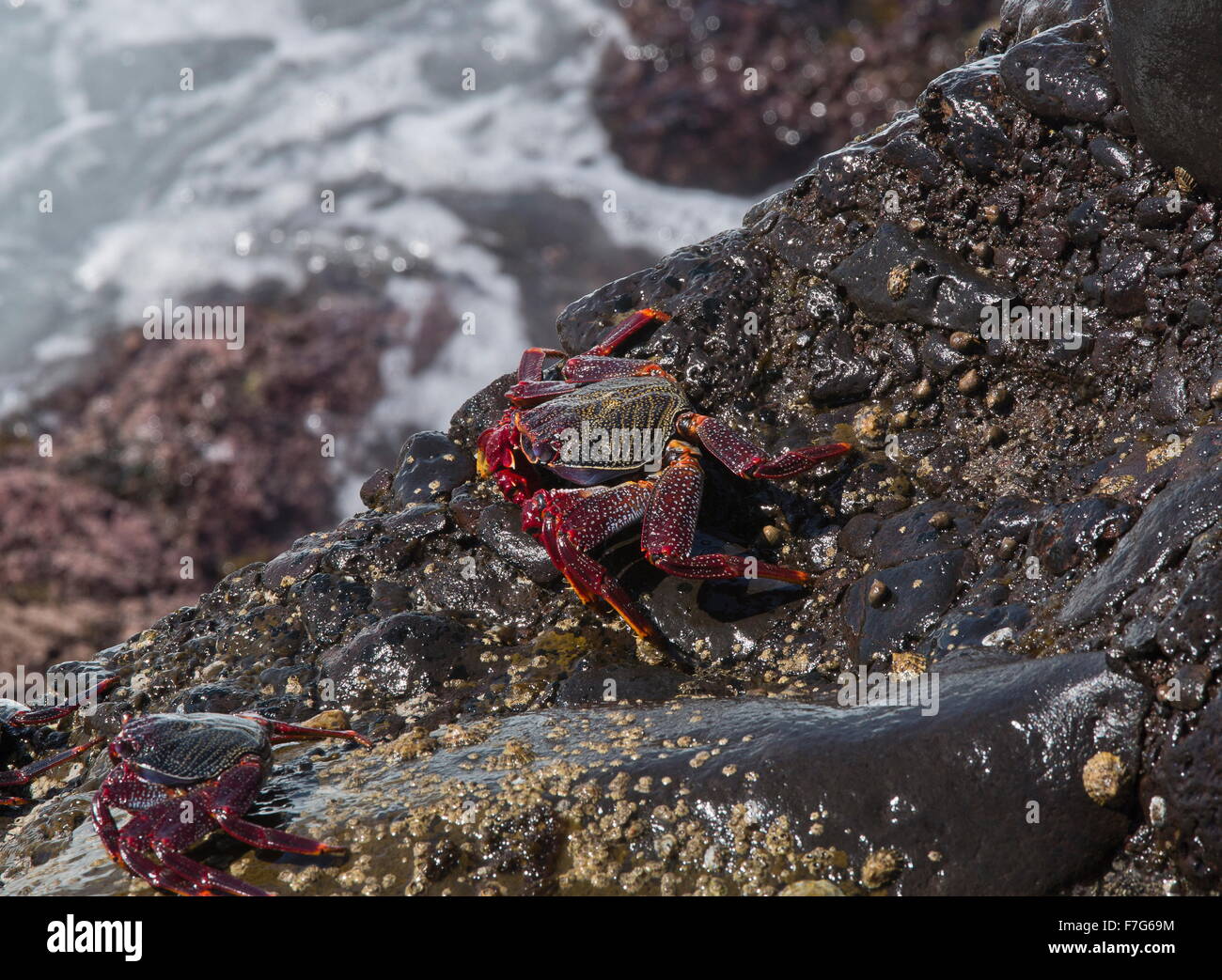 Atlantic Rock Crab, Grapsus adscensionis, on the edge of the ocean, West coast of Lanzarote. Stock Photo