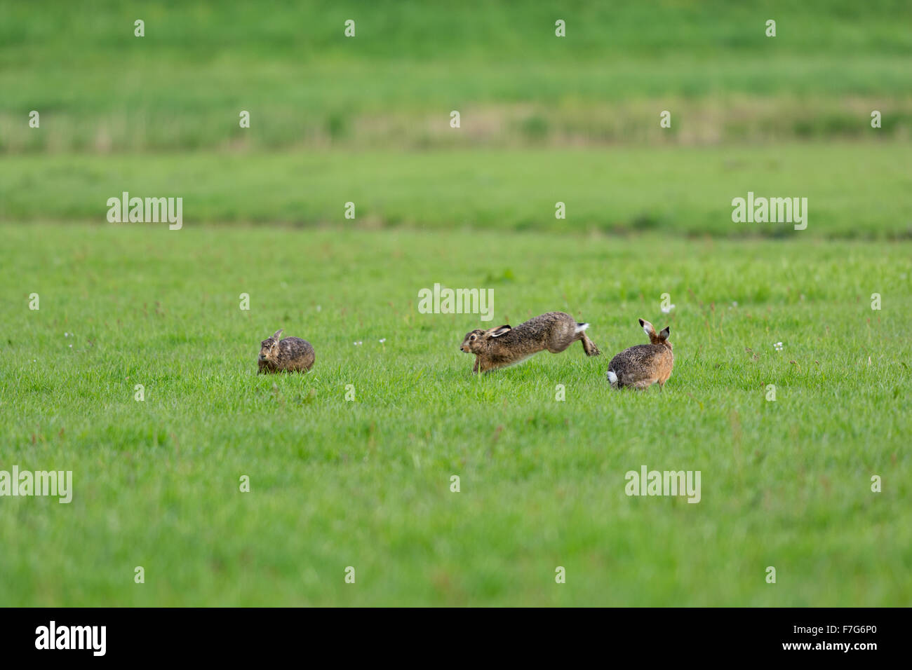 Three hares hires stock photography and images Alamy