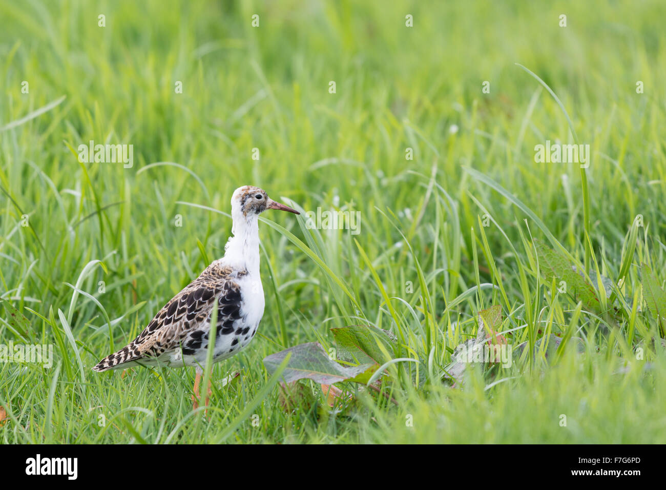 Ruff bird walking in grass Stock Photo - Alamy