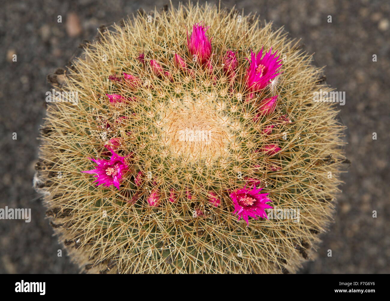 Mammilaria spinosissima ssp pilacayensis, Irish Red-Head, in cultivation. Stock Photo