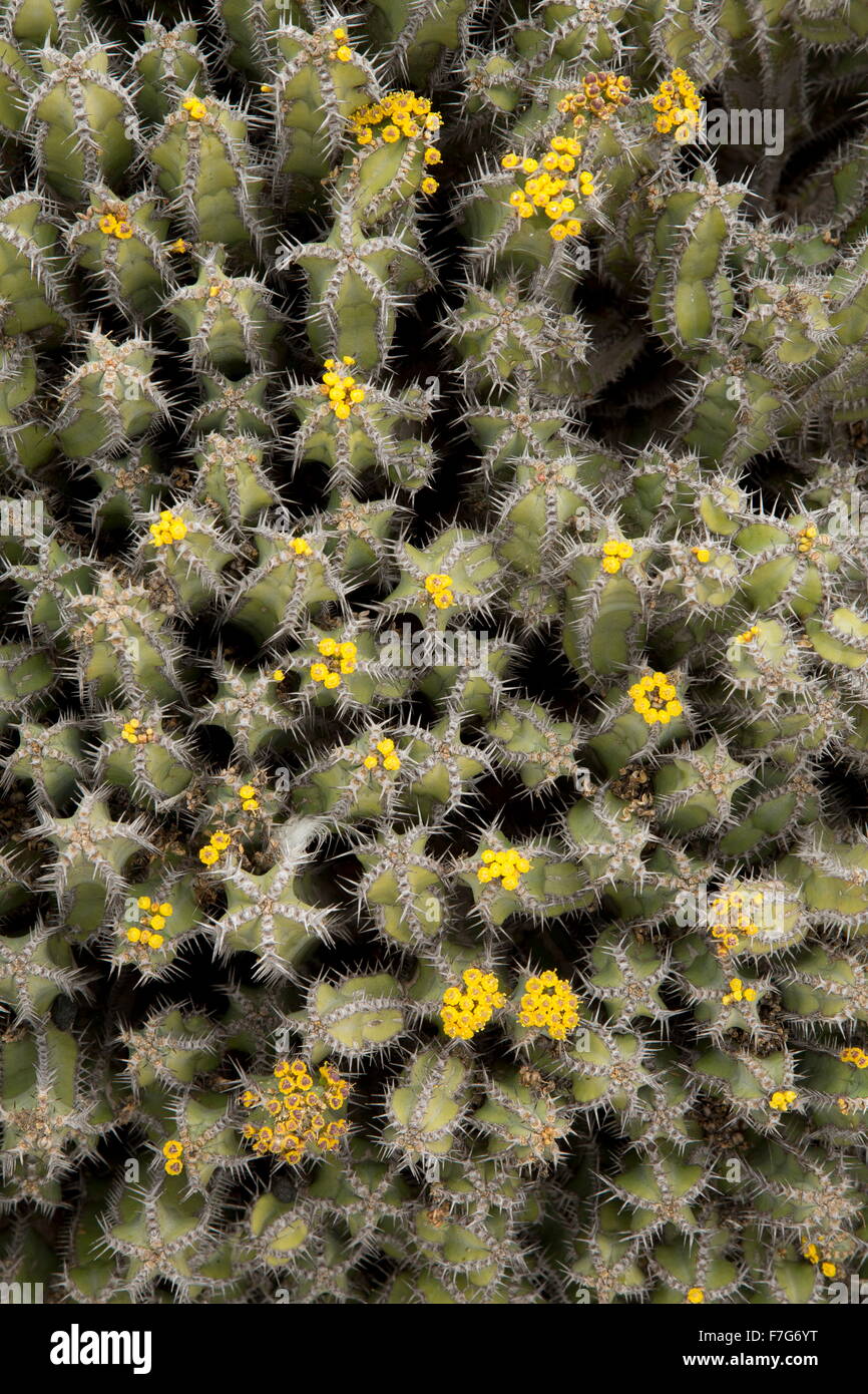 A succulent spiny spurge, Fish-bone cactus, Euphorbia polyacantha from Ethiopia and Sudan. Stock Photo