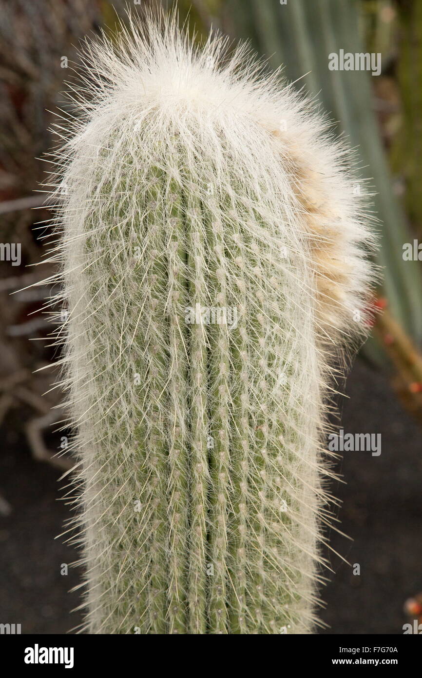 Old man cactus, Cephalocereus senilis, from mexico Stock Photo