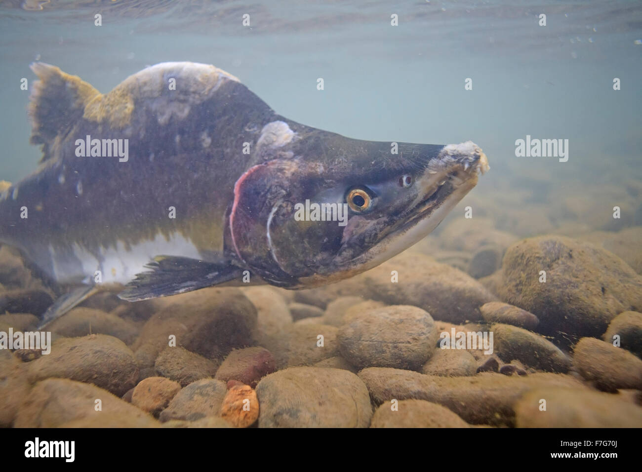 Male Pink Salmon ( Oncorhynchus gorbuscha  ), Bulkley river, Smithers, BC Stock Photo