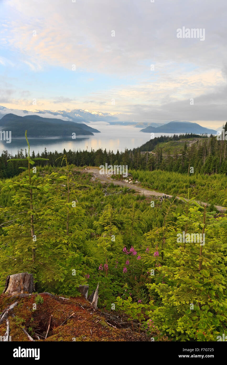 View of Douglas Channel from a clearcut on Bish Creek Forest Service road, Kitimat, British Columbia Stock Photo