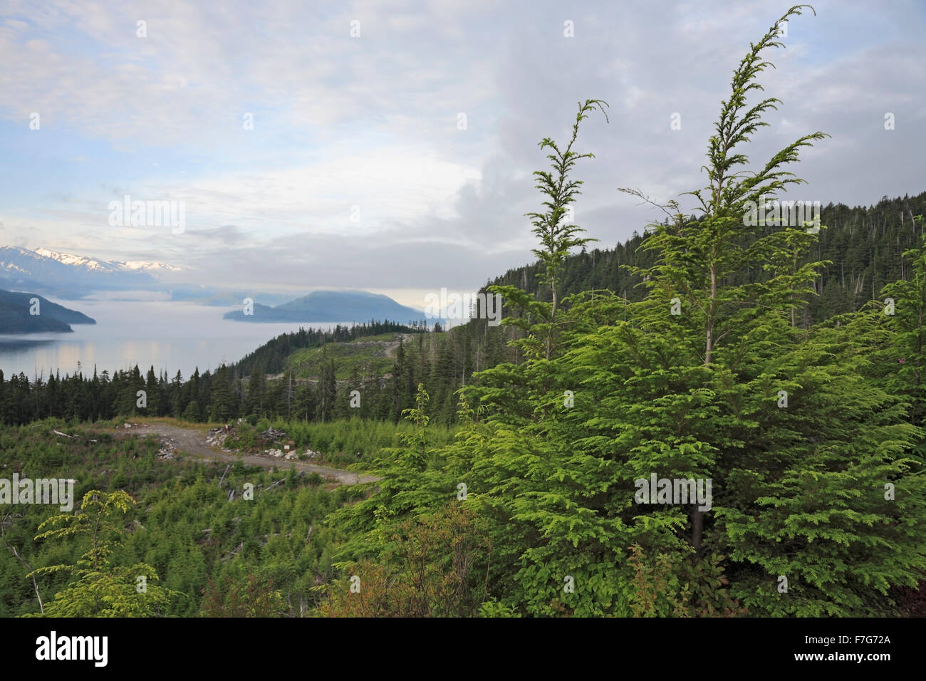 View of Douglas Channel from a clearcut on Bish Creek Forest Service road, Kitimat, British Columbia Stock Photo