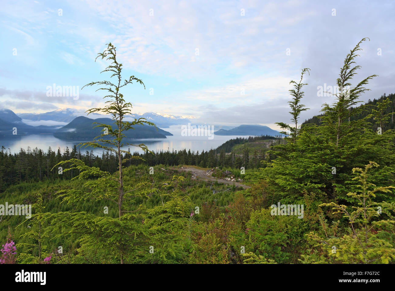 View of Douglas Channel from a clearcut on Bish Creek Forest Service road, Kitimat, British Columbia Stock Photo