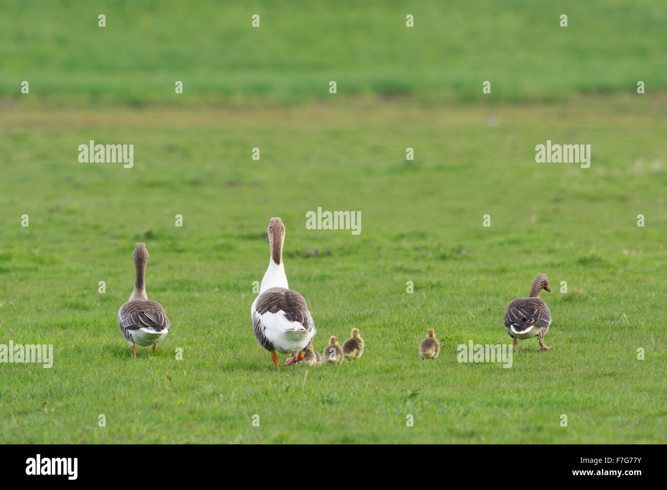 Several gooses in open field with gosling Stock Photo - Alamy