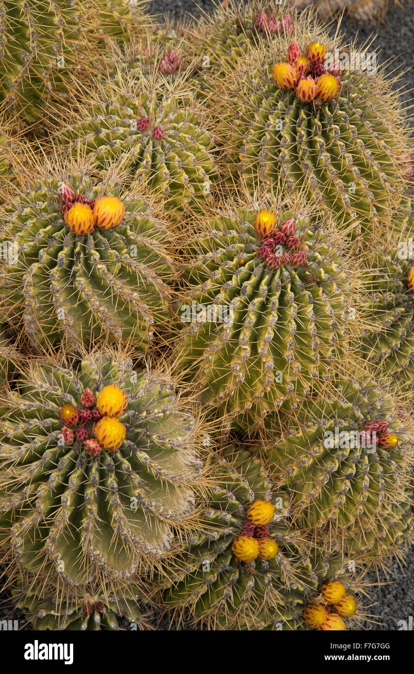 Sonora Barrel, Ferocactus echidne, in flower. Sonoran desert, Mexico. Stock Photo