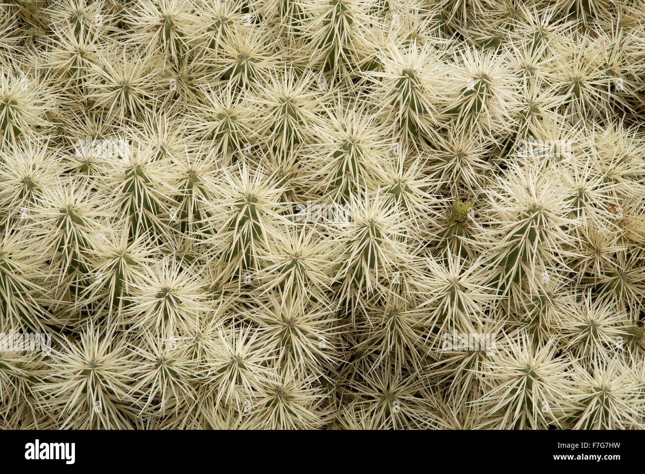 Thistle cholla, Cylindropuntia tunicata, from Mexico region. Stock Photo