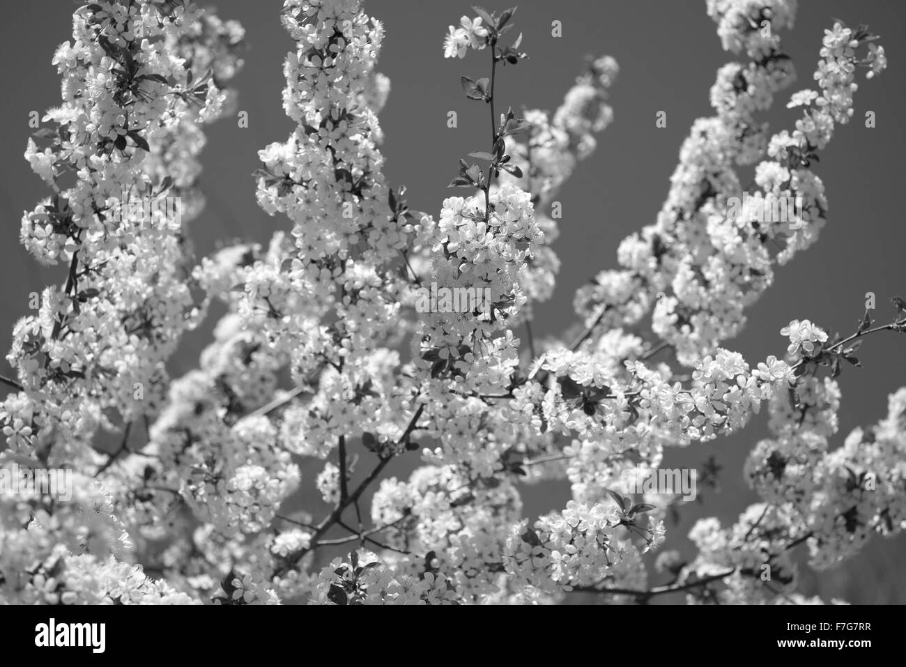 Springtime cherry Black and White Stock Photos & Images - Alamy