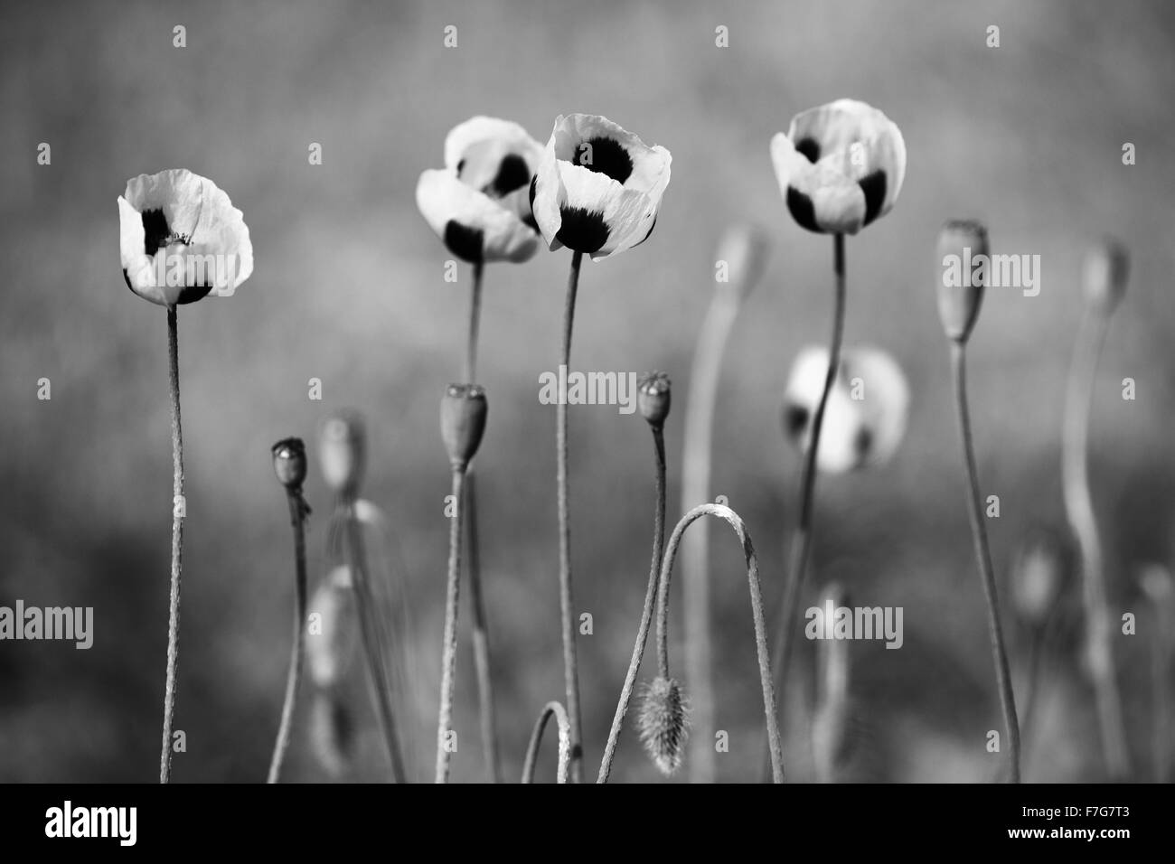 Black and white poppy flowers Stock Photo Alamy