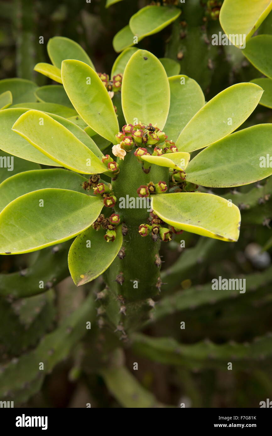 Hedge Euphorbia, or Oleander Spurge, Euphorbia neriifolia in flower. Stock Photo