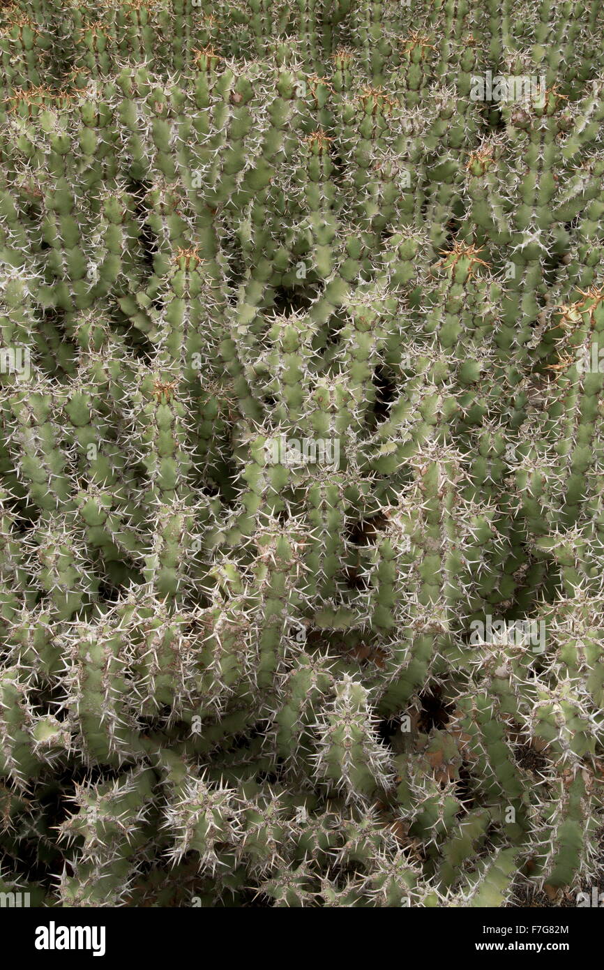 Gifboom, or poison tree, Euphorbia virosa ssp virosa, South Africa
