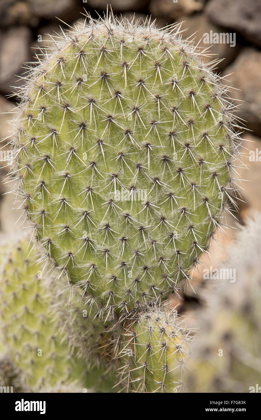 A cactus, Opuntia pailana, from mexico Stock Photo