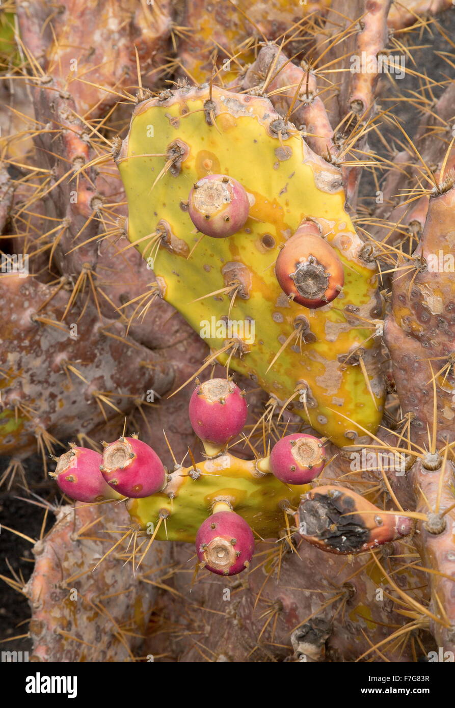 A prickly pear, opuntia tomentella, opuntia tomentosa, from mexico, in fruit. Stock Photo