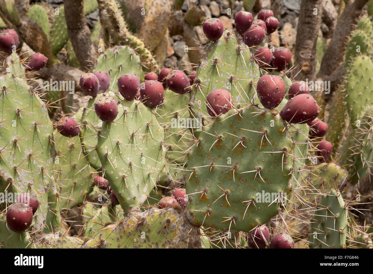 Mojave Prickly Pear, Opuntia mojavensis in fruit. Mojave desert. Stock Photo