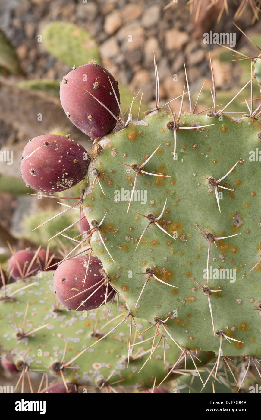 Mojave Prickly Pear, Opuntia mojavensis in fruit. Mojave desert. Stock Photo