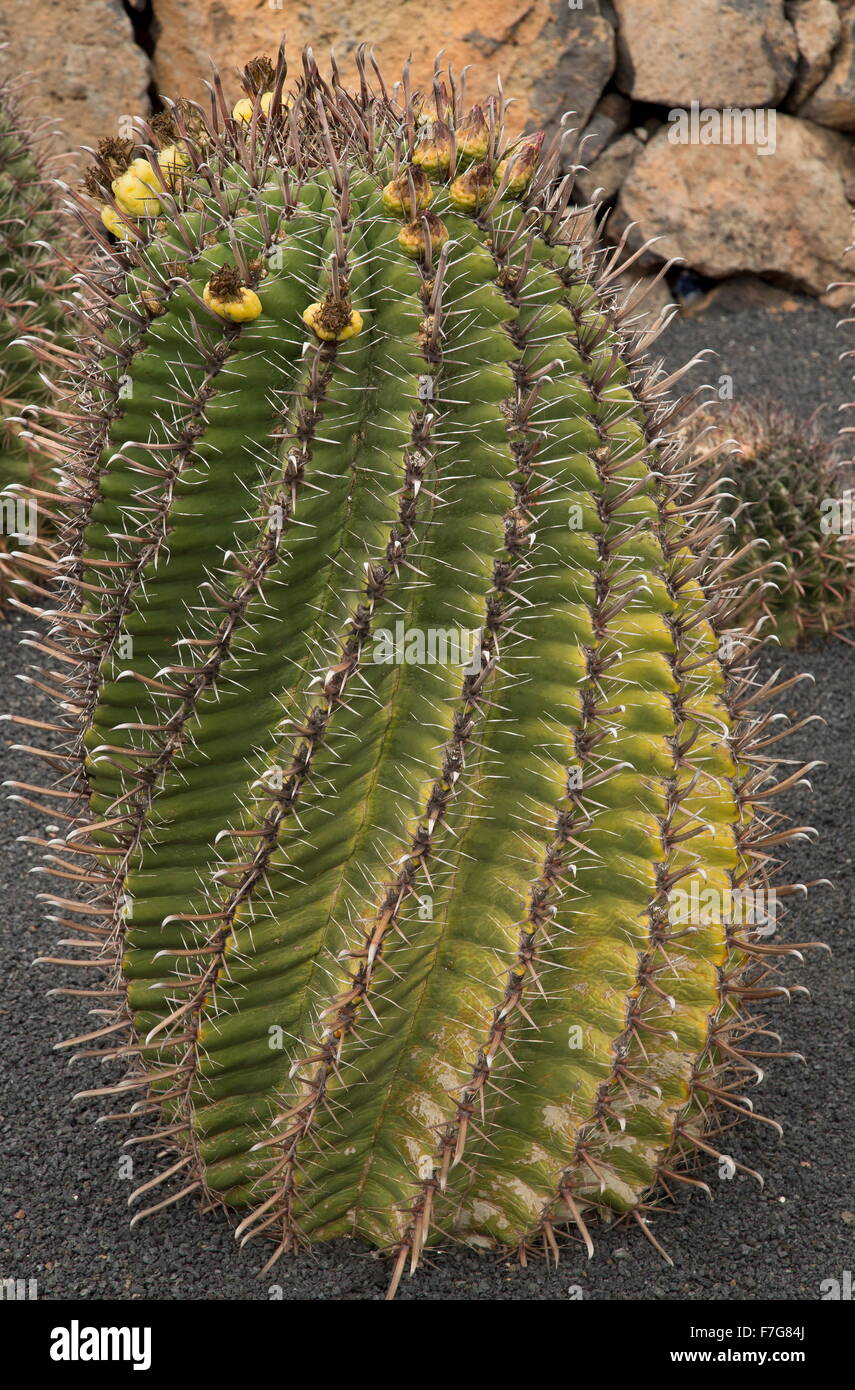 Fishhook barrel cactus, ferocactus herrerae, from Mexico, in cultivation. Stock Photo