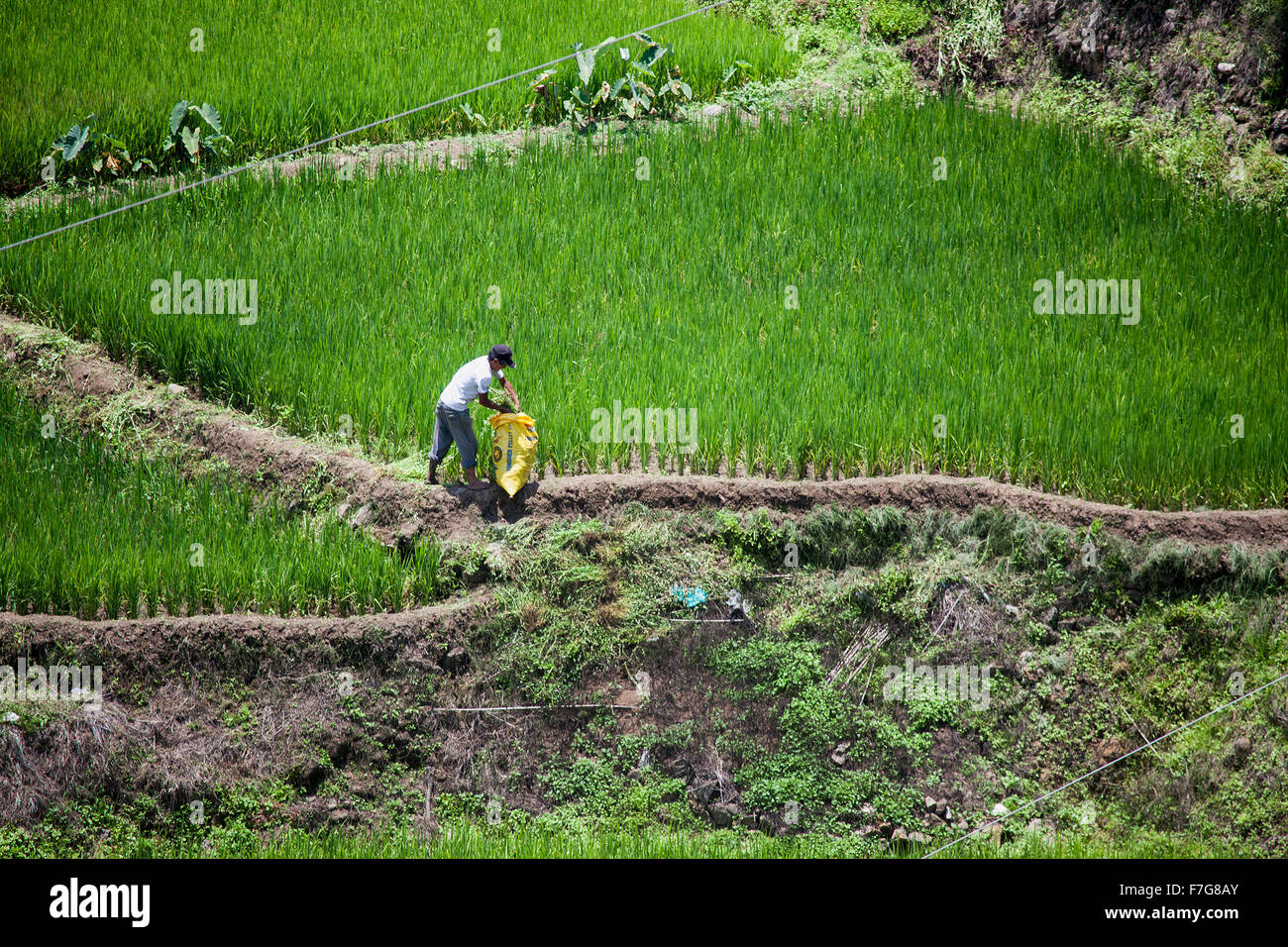 A Filipino farmer working in his rice paddy packs freshly harvested rice shoots into a sack in Sagada, Luzon, Philippines. Stock Photo